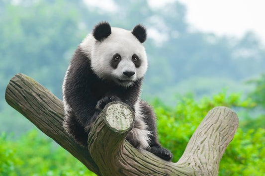 Giant panda