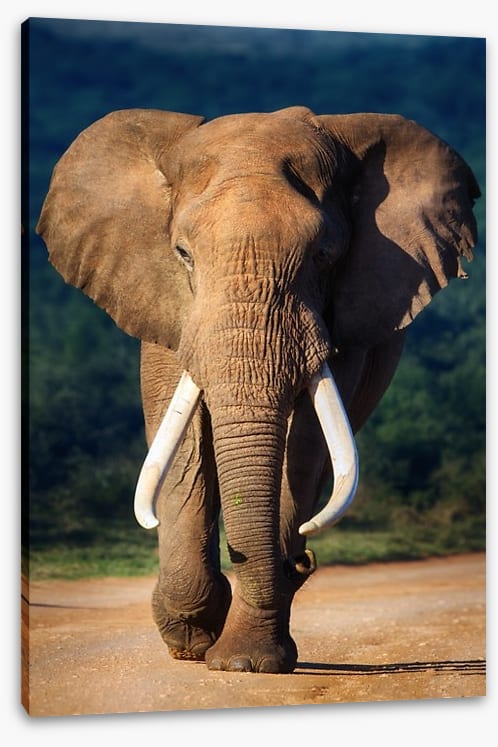 Elephant approaching