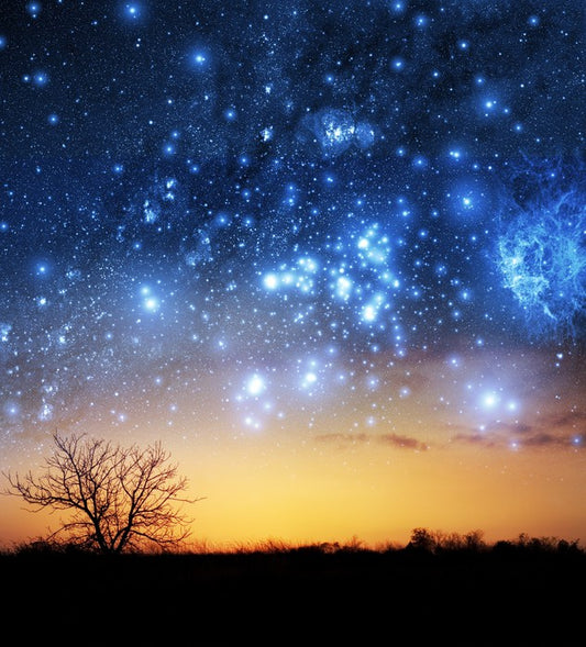 The night sky tree