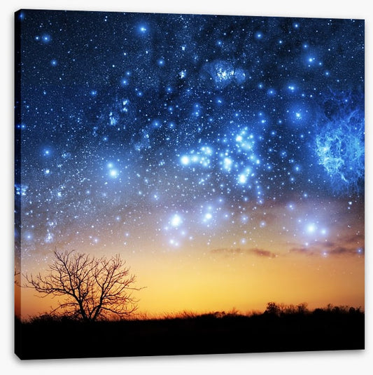 The night sky tree