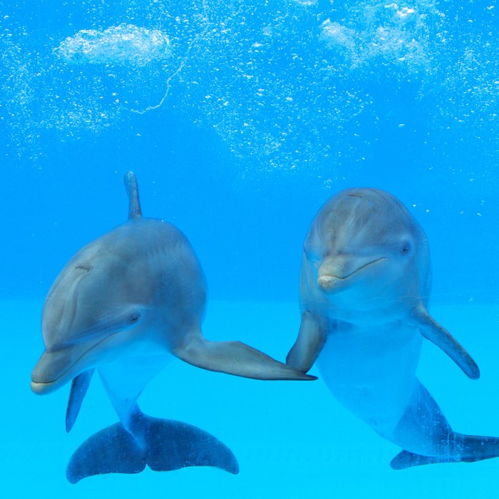 Flipper friends