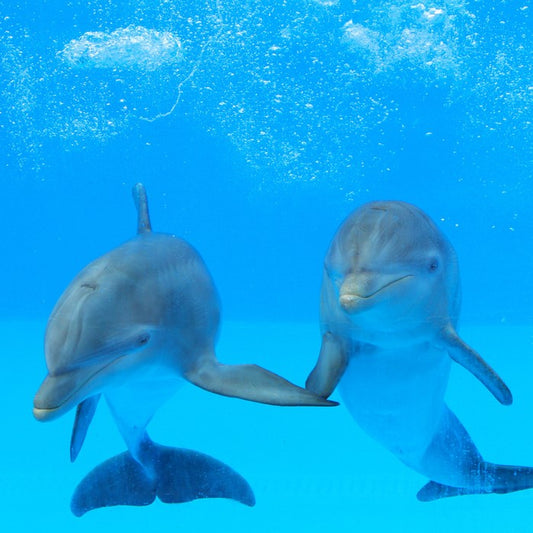 Flipper friends