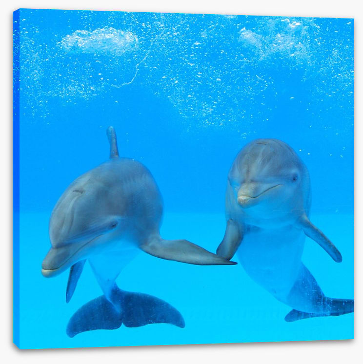 Flipper friends