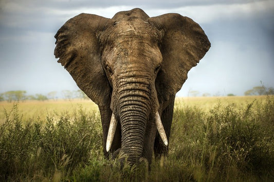 Elephant in the grass