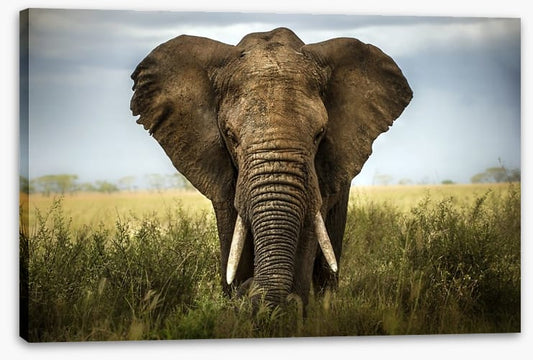 Elephant in the grass
