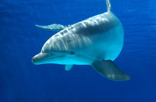 Dolphin delight