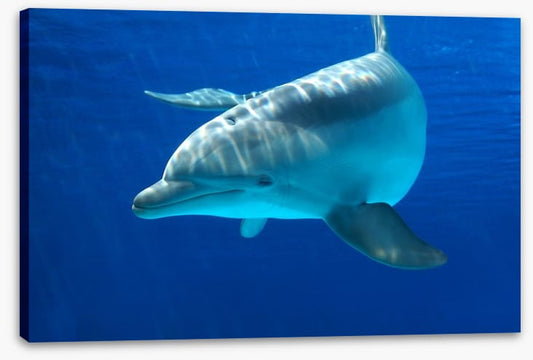 Dolphin delight