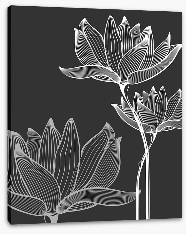 Lotus on black