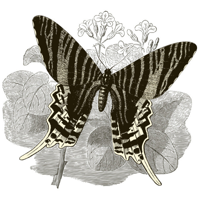 Butterfly stripes