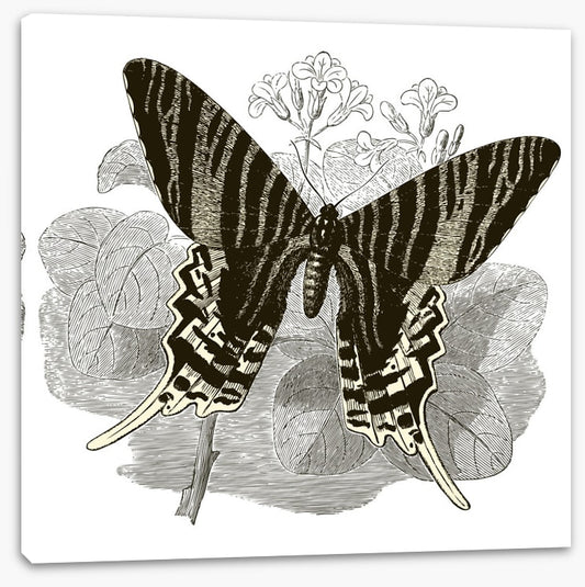 Butterfly stripes