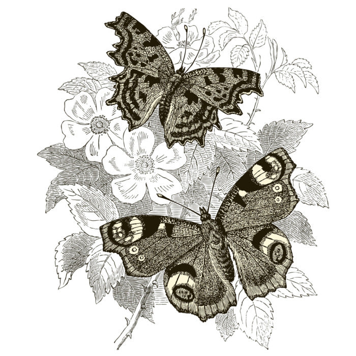 Butterfly spots