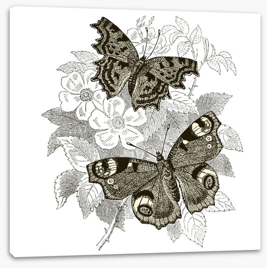 Butterfly spots