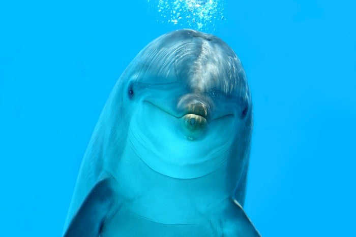 Bottlenose beauty