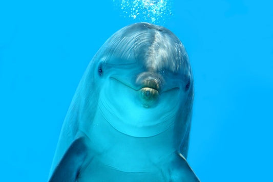 Bottlenose beauty