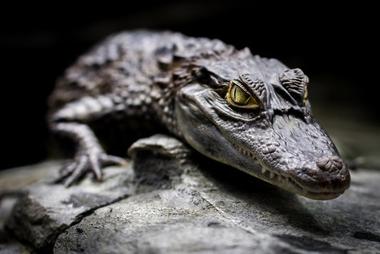 Reptiles / Amphibian
