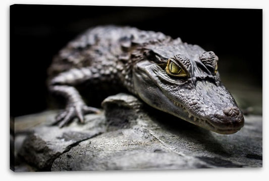 Reptiles / Amphibian