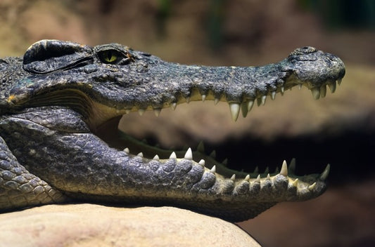 Reptiles / Amphibian