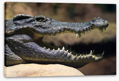 Reptiles / Amphibian