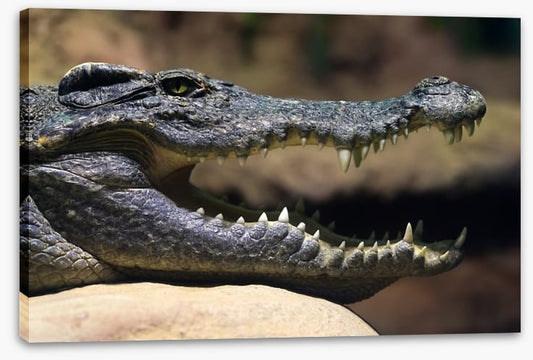 Reptiles / Amphibian