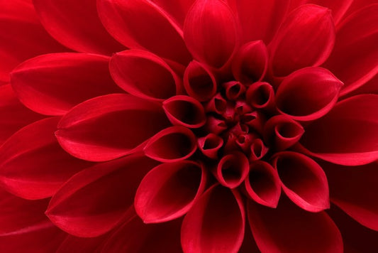 Red dahlia delight