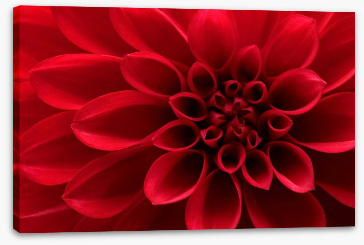 Red dahlia delight