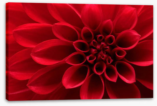 Red dahlia delight