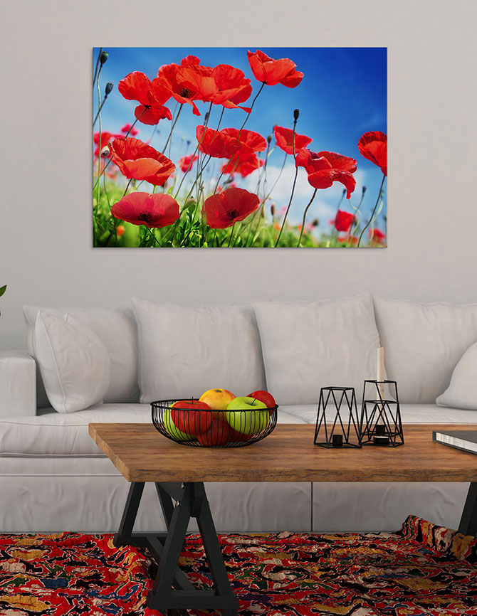 Poppies on a sunny day