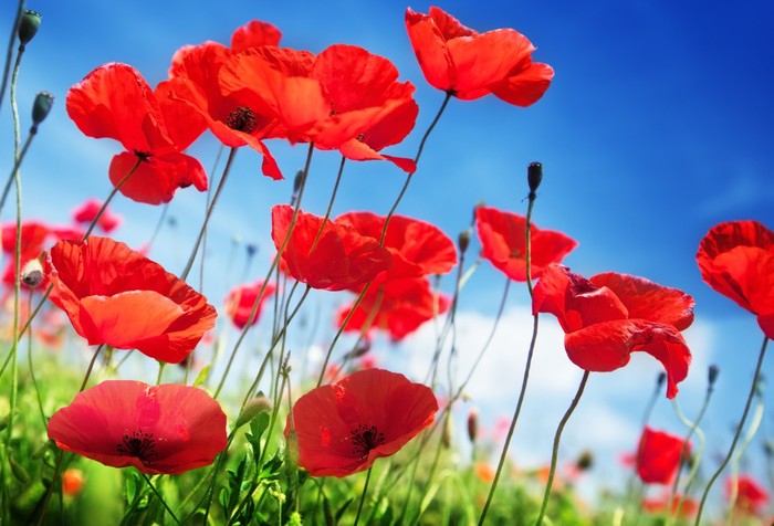 Poppies on a sunny day