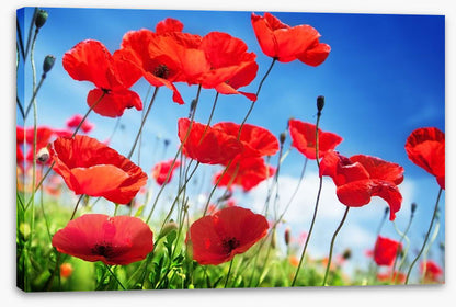 Poppies on a sunny day