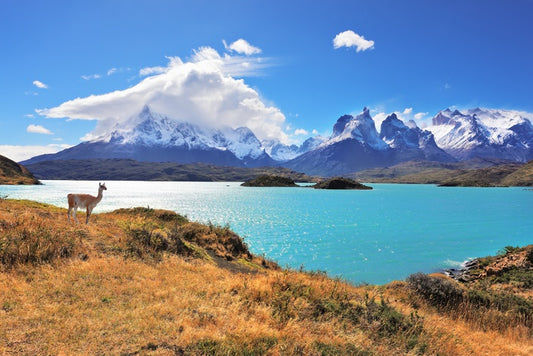 Lake Pehoe guanaco