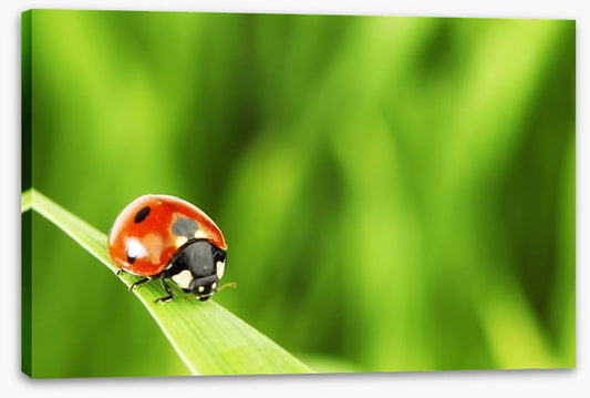 Insects