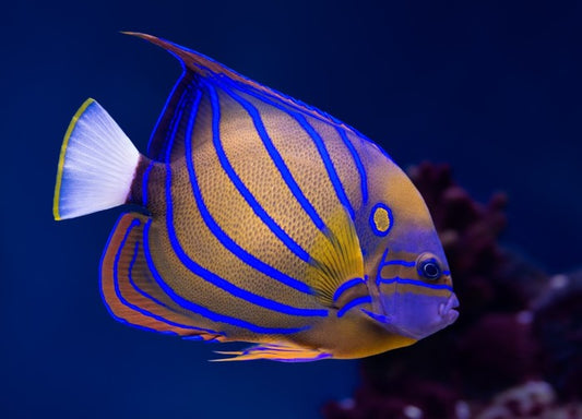 Blue ring angelfish