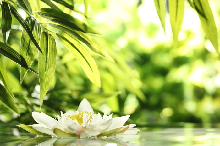 Water lily adrift