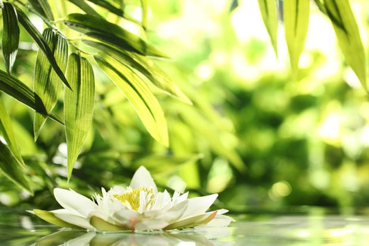 Water lily adrift