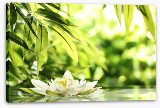 Water lily adrift