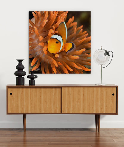 Clownfish camouflage