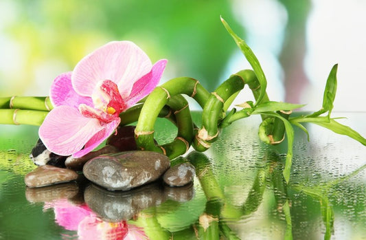 Pink orchid in the rain