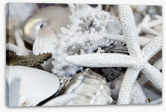 Starfish and coral