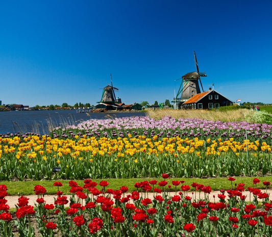 Behind the tulips