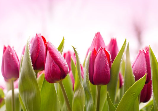 Tulip dew