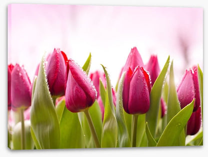 Tulip dew