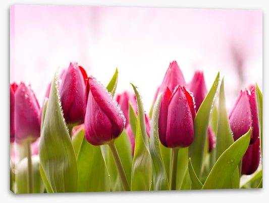 Tulip dew