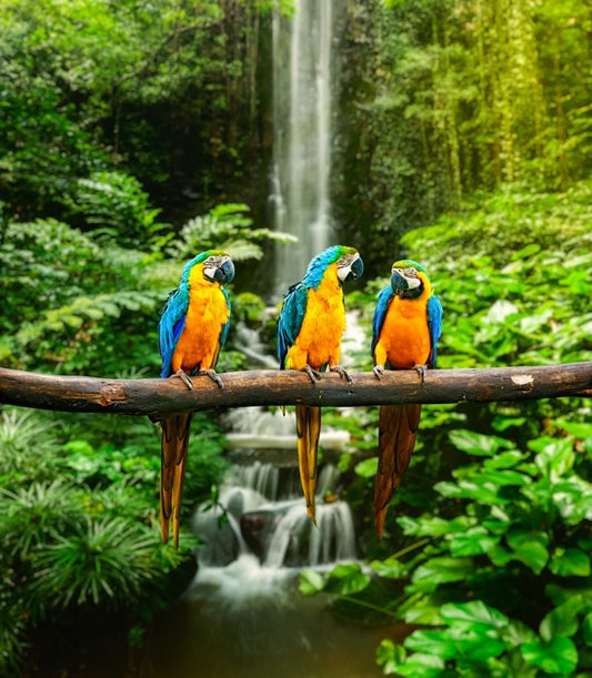 The three macaws