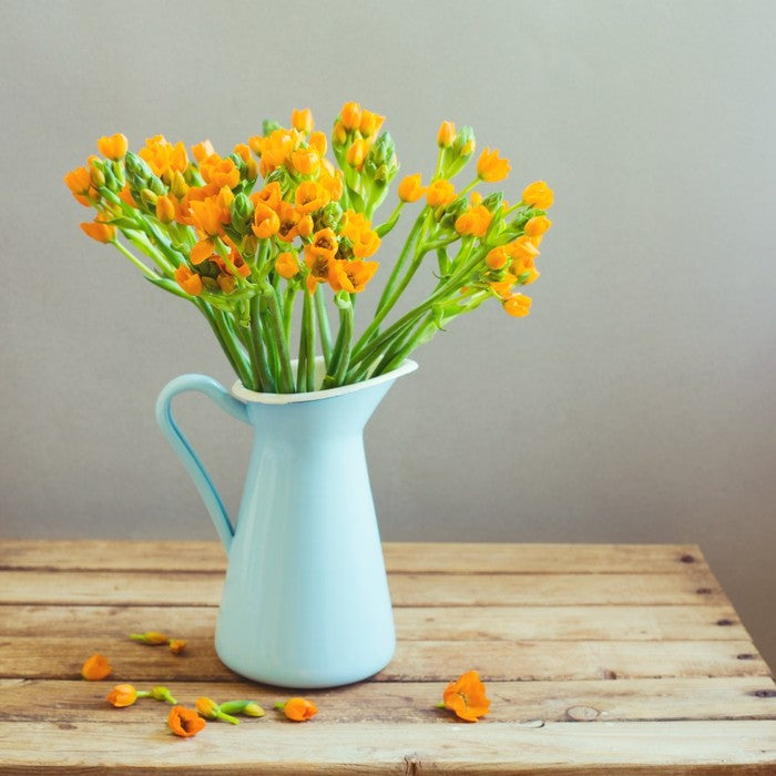 Blue jug blooms