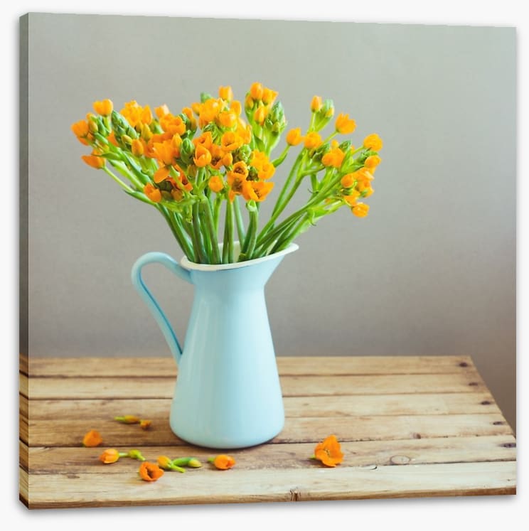 Blue jug blooms