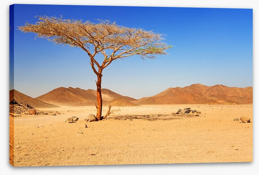 Desert