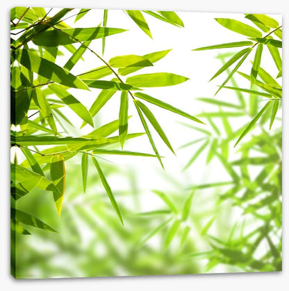 Bamboo leaves