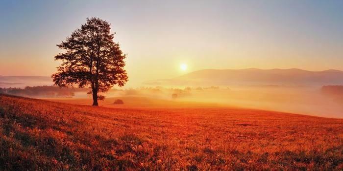 Lone tree in the sunrise meadow