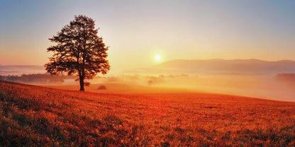 Lone tree in the sunrise meadow