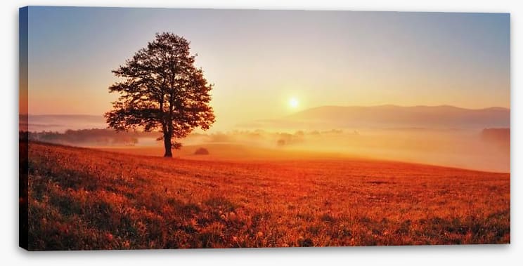 Lone tree in the sunrise meadow